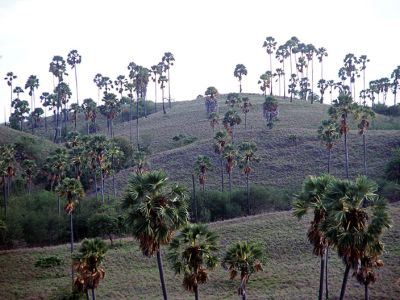 Rinca Island