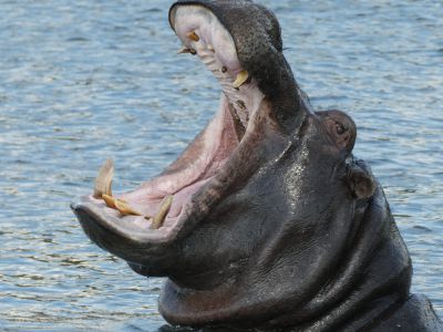 Botswana